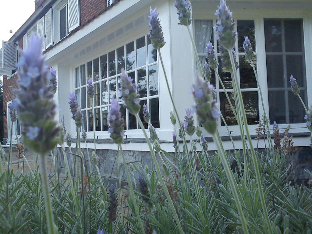 Josephine Boutique Hotel Пунта дел Есте Екстериор снимка